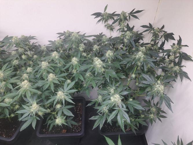 Permant Marker X Georgia Pie CLONES. Week 15 - DAY113 (34 days bloom) 2X Permanent Marker