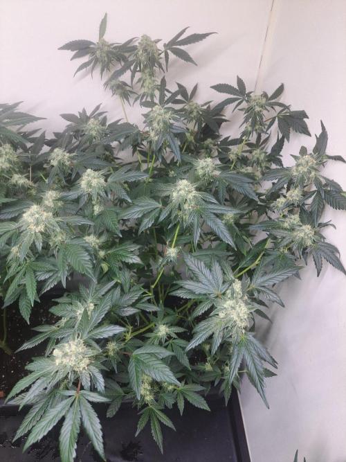 Permant Marker X Georgia Pie CLONES. Week 15 - DAY113 (34 days bloom) Plant #1