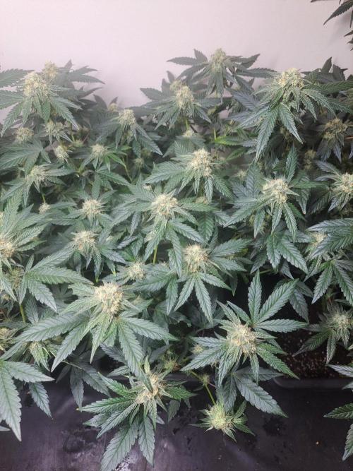 Permant Marker X Georgia Pie CLONES. Week 15 - DAY113 (34 days bloom) Plant #2