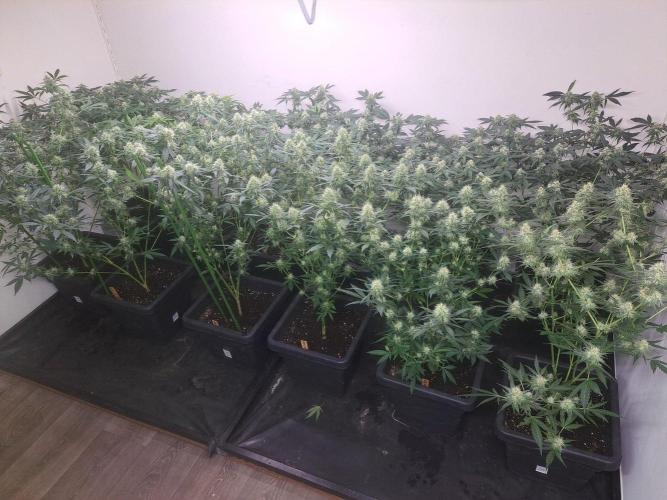Clementine Slush. Week 15