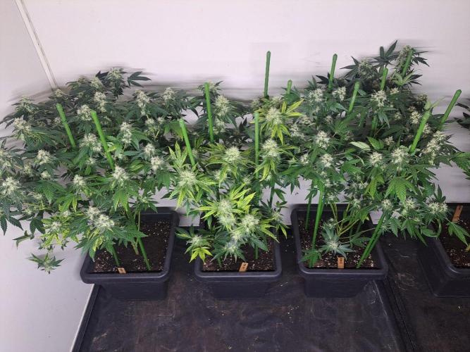 Sour Papaya CLONES. Week 16 - DAY121 (42 days bloom) 3x Sour Papaya