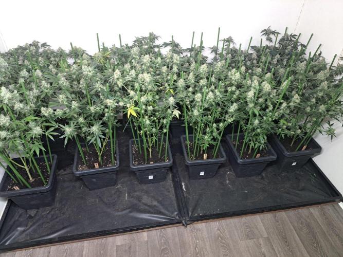 Clementine Slush CLONES. Week 17 - DAY127 (48 days bloom) All plants (5 different strains)