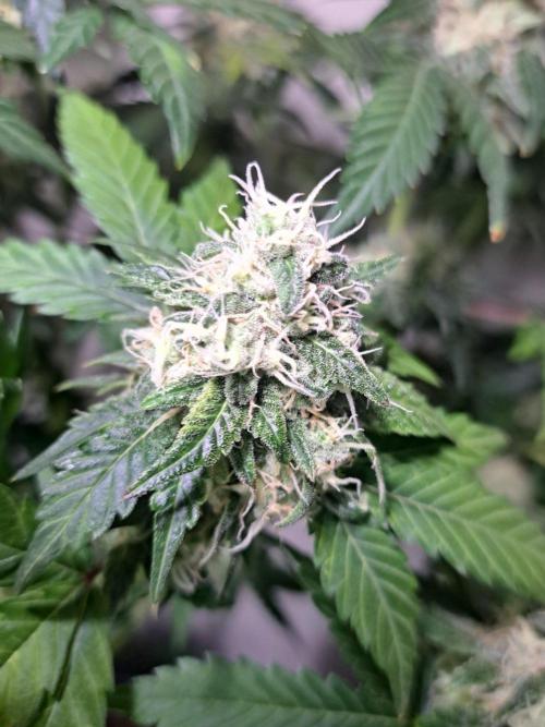 Sour Papaya CLONES. Week 17 - DAY127 (48 days bloom) Plant #1