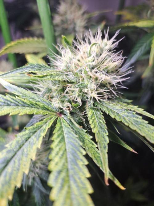 Sour Papaya CLONES. Week 17 - DAY127 (48 days bloom) Plant #3