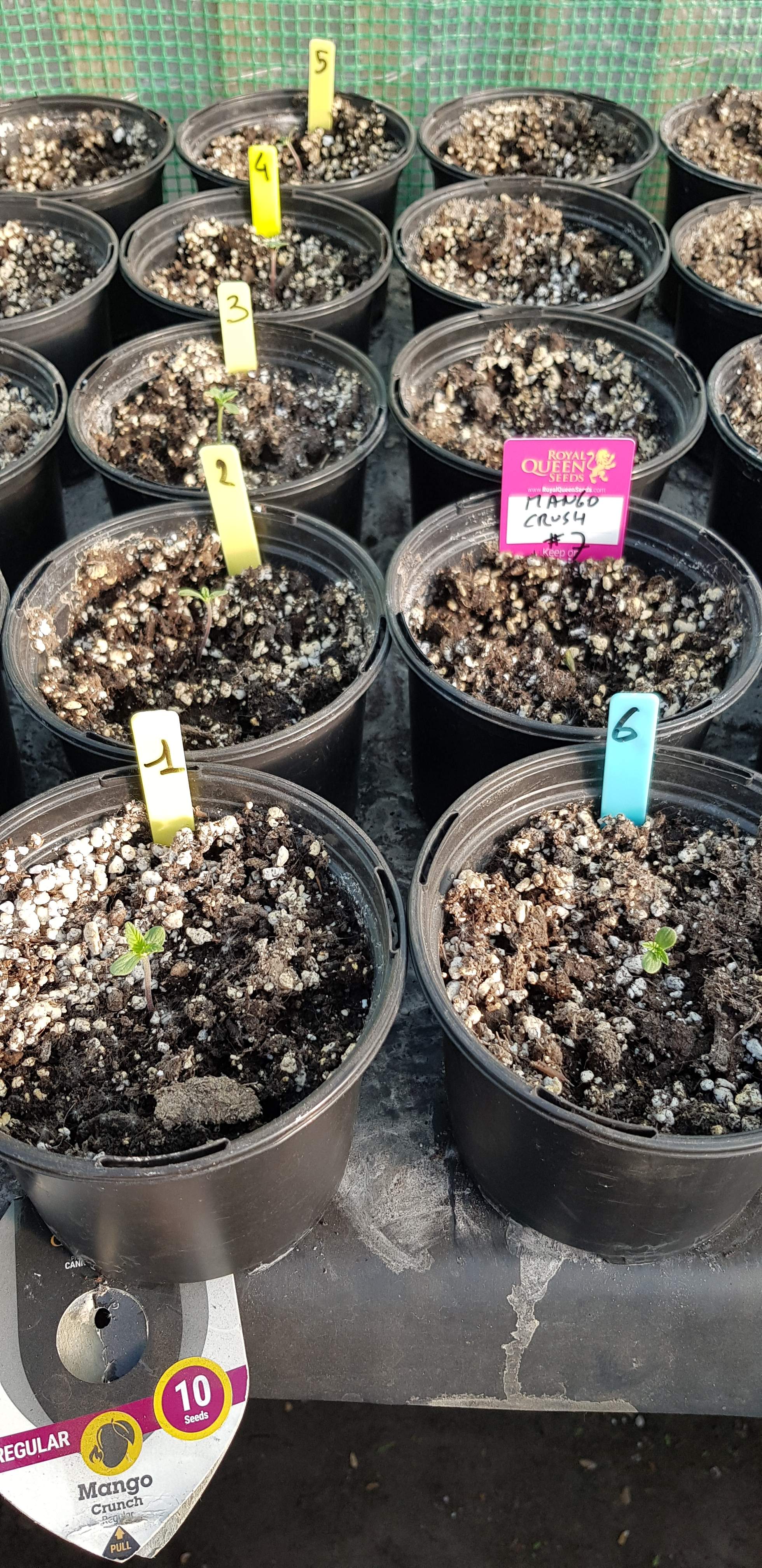 Royal Queen Seeds Mango Crunch Grow Journal Week2 By Oyziphar Growdiaries