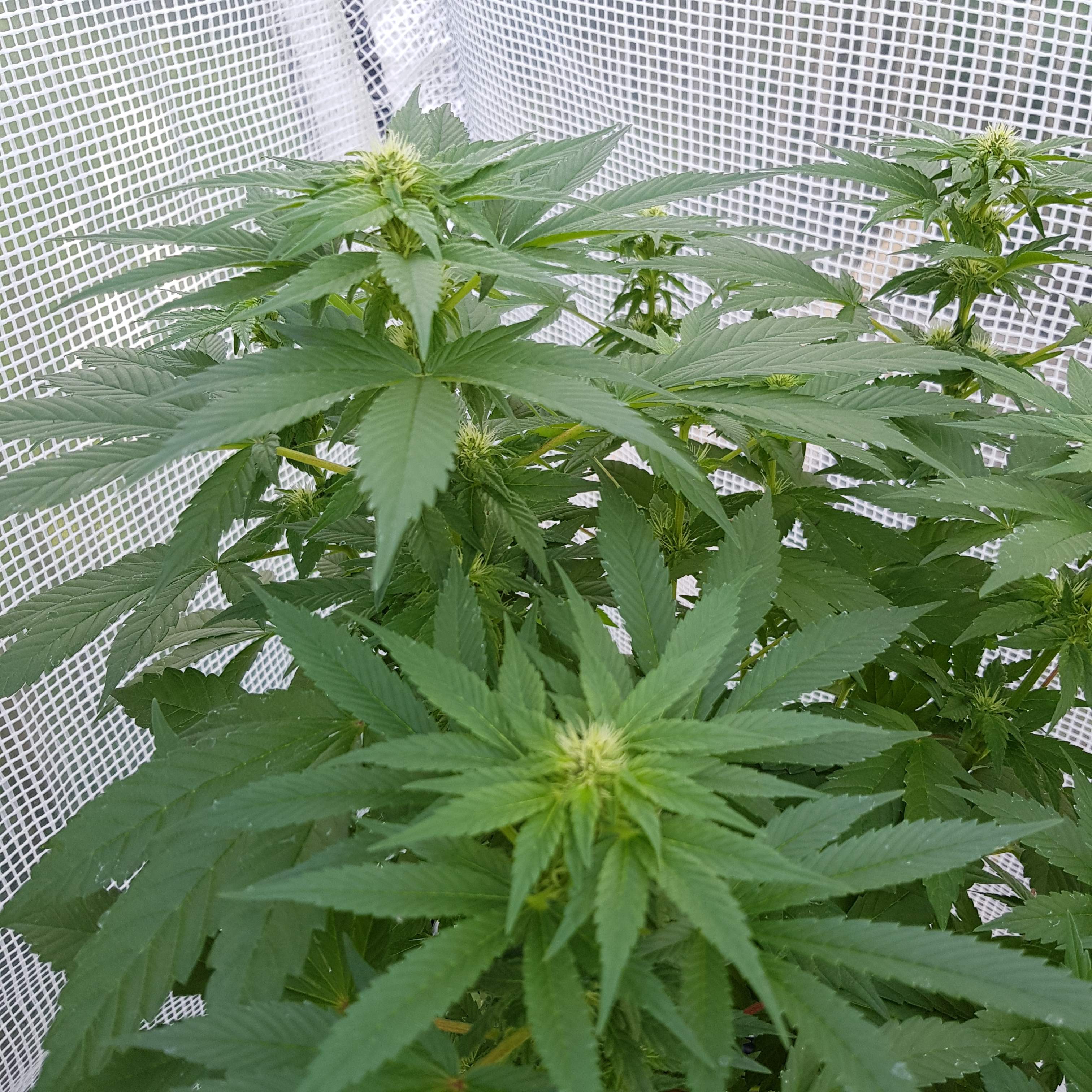 Royal Queen Seeds Garlic Mist Grow Journal Week16 By Oyziphar Growdiaries