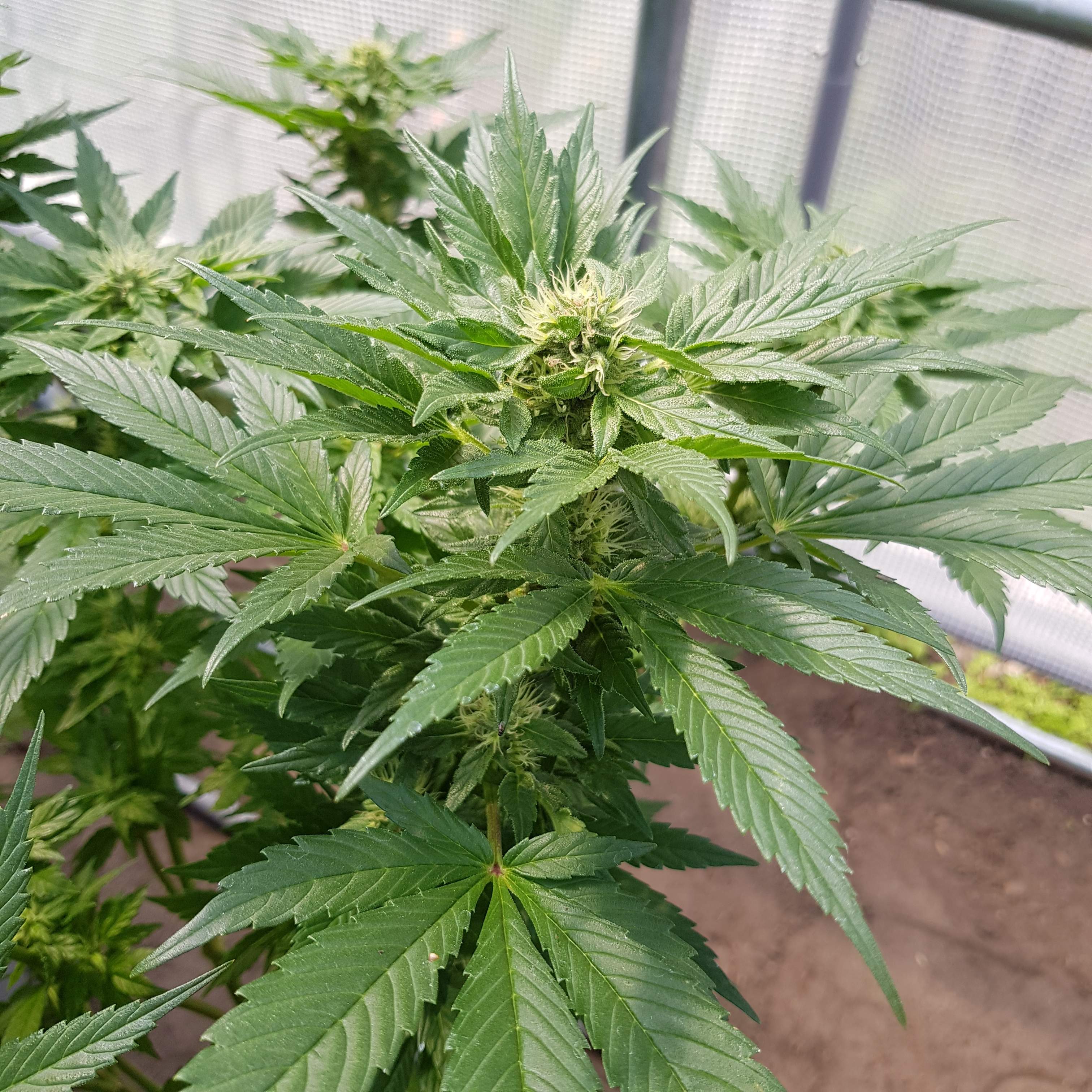 Royal Queen Seeds Garlic Mist Grow Journal Week17 By Oyziphar Growdiaries