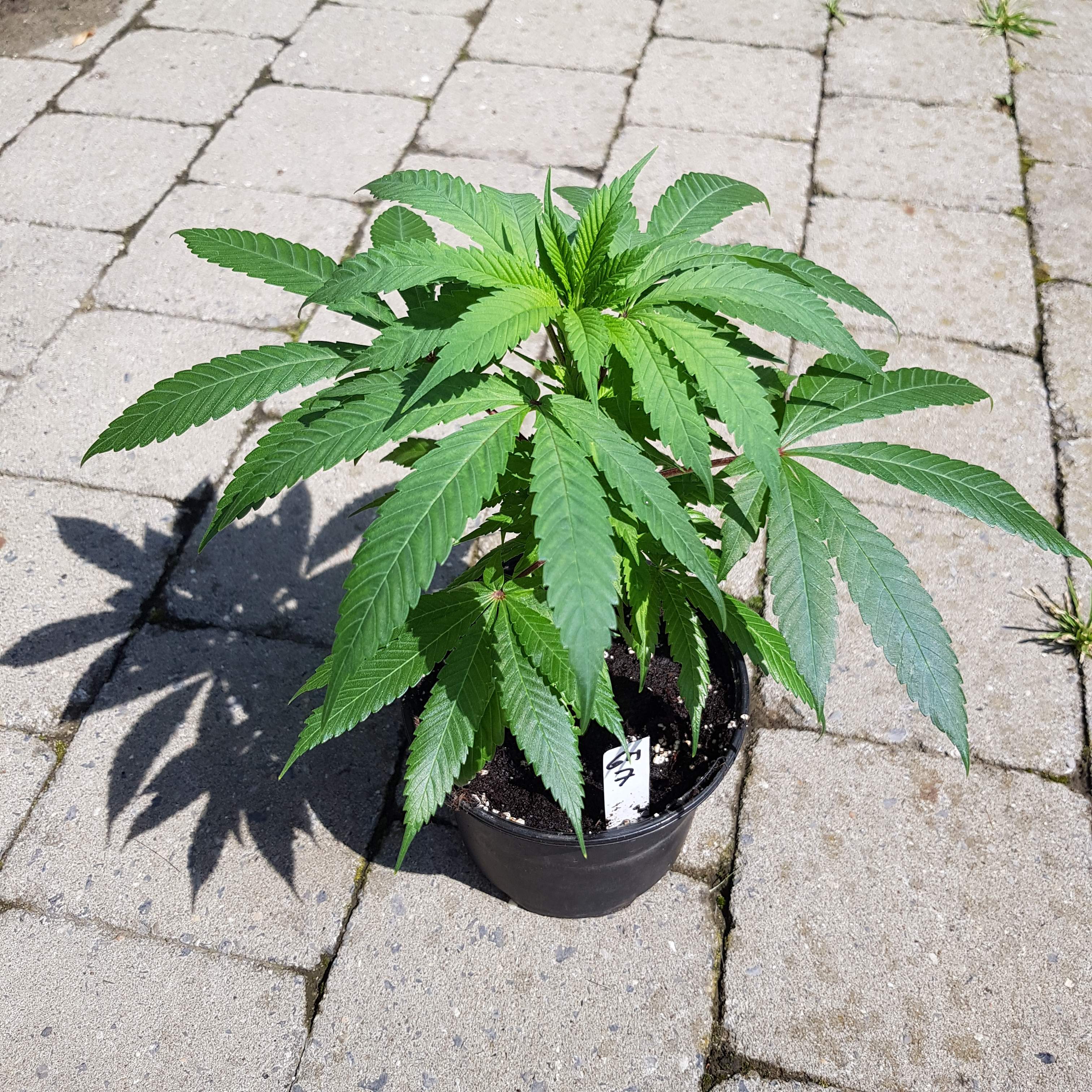 Royal Queen Seeds Garlic Mist Grow Journal Week17 By Oyziphar Growdiaries