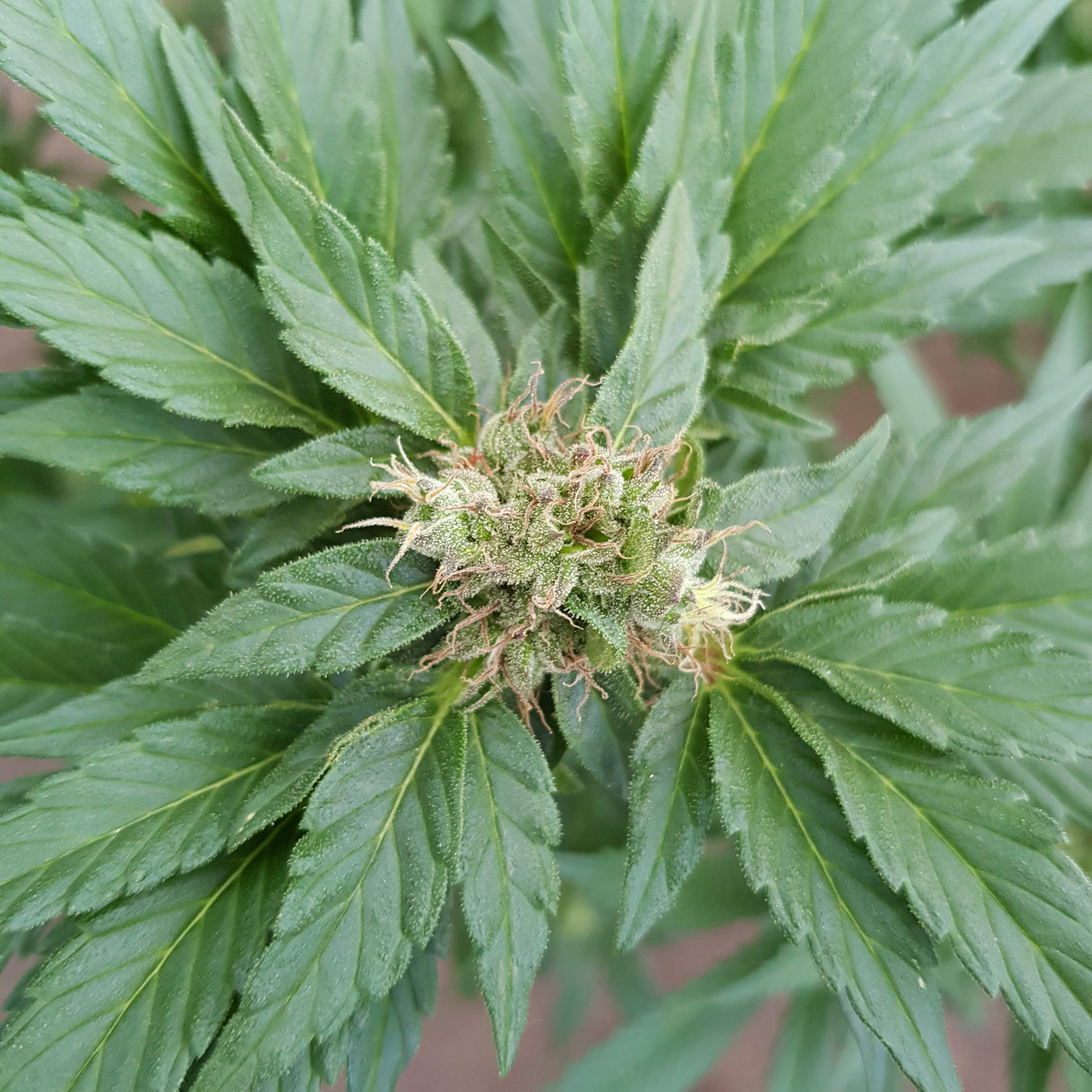 Royal Queen Seeds Garlic Mist Grow Journal Week19 By Oyziphar Growdiaries