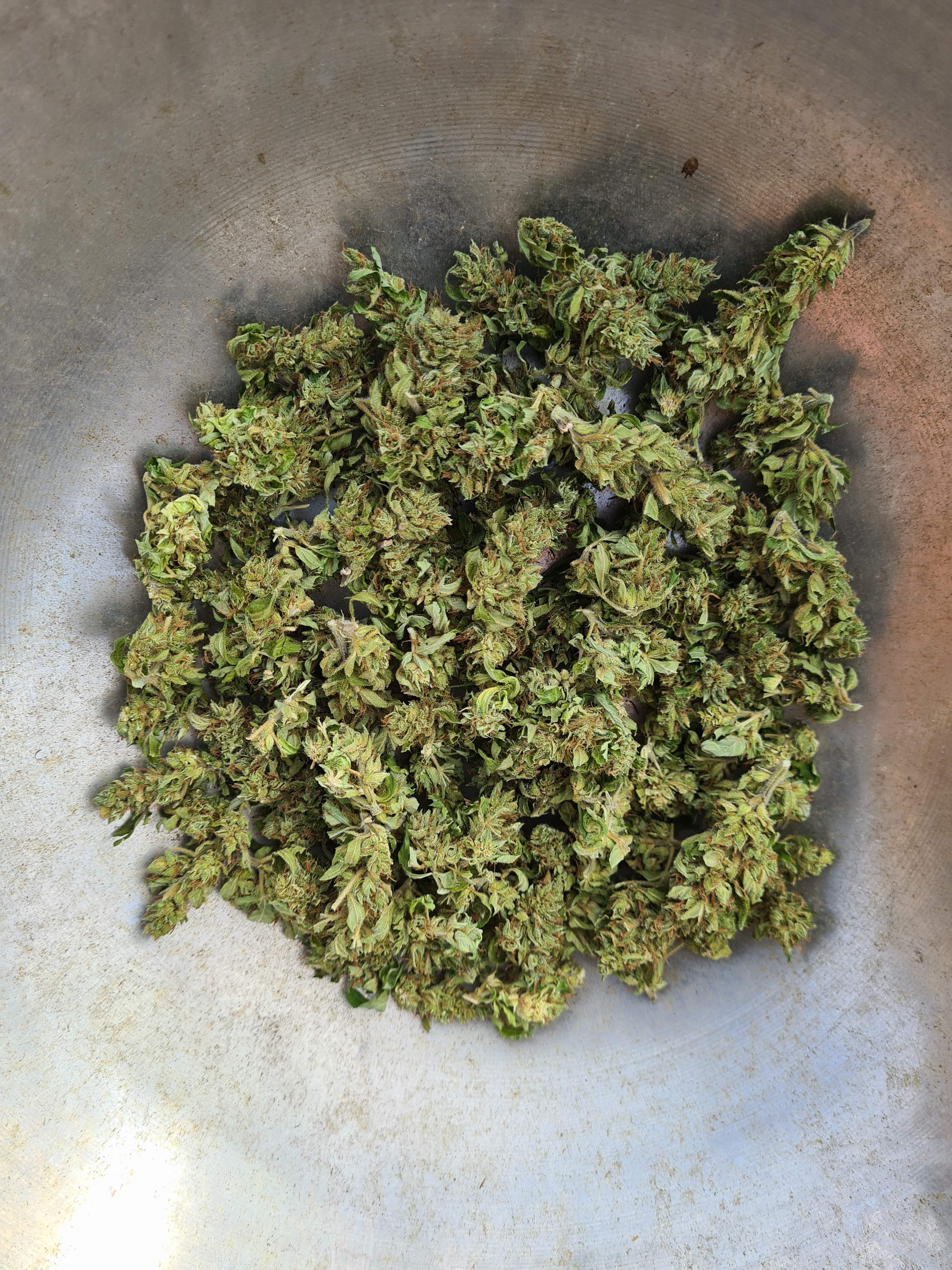 Royal Queen Seeds Garlic Mist Grow Journal Harvest21 By Growdiaries