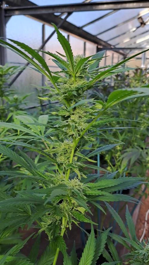 Motherplants '24