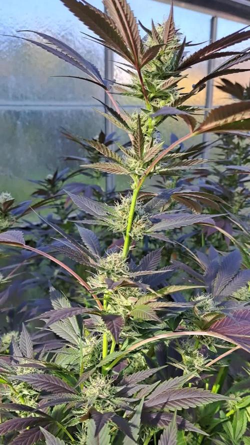 Motherplants '24