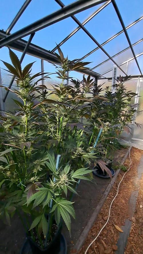 Motherplants '24