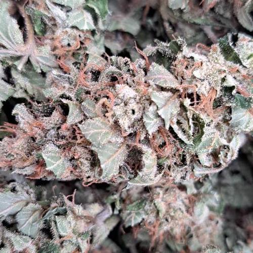Amnesia Haze Go Fast. Week 15 - Plant #1