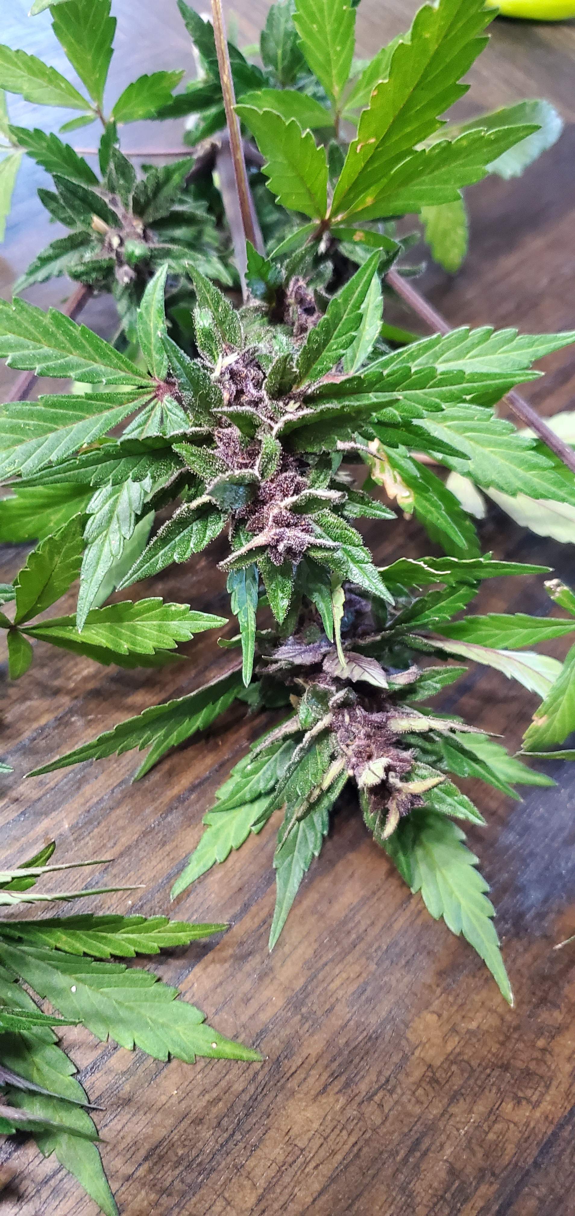 Sweet Seeds Devil Cream Auto® grow diary (journal) harvest7 by