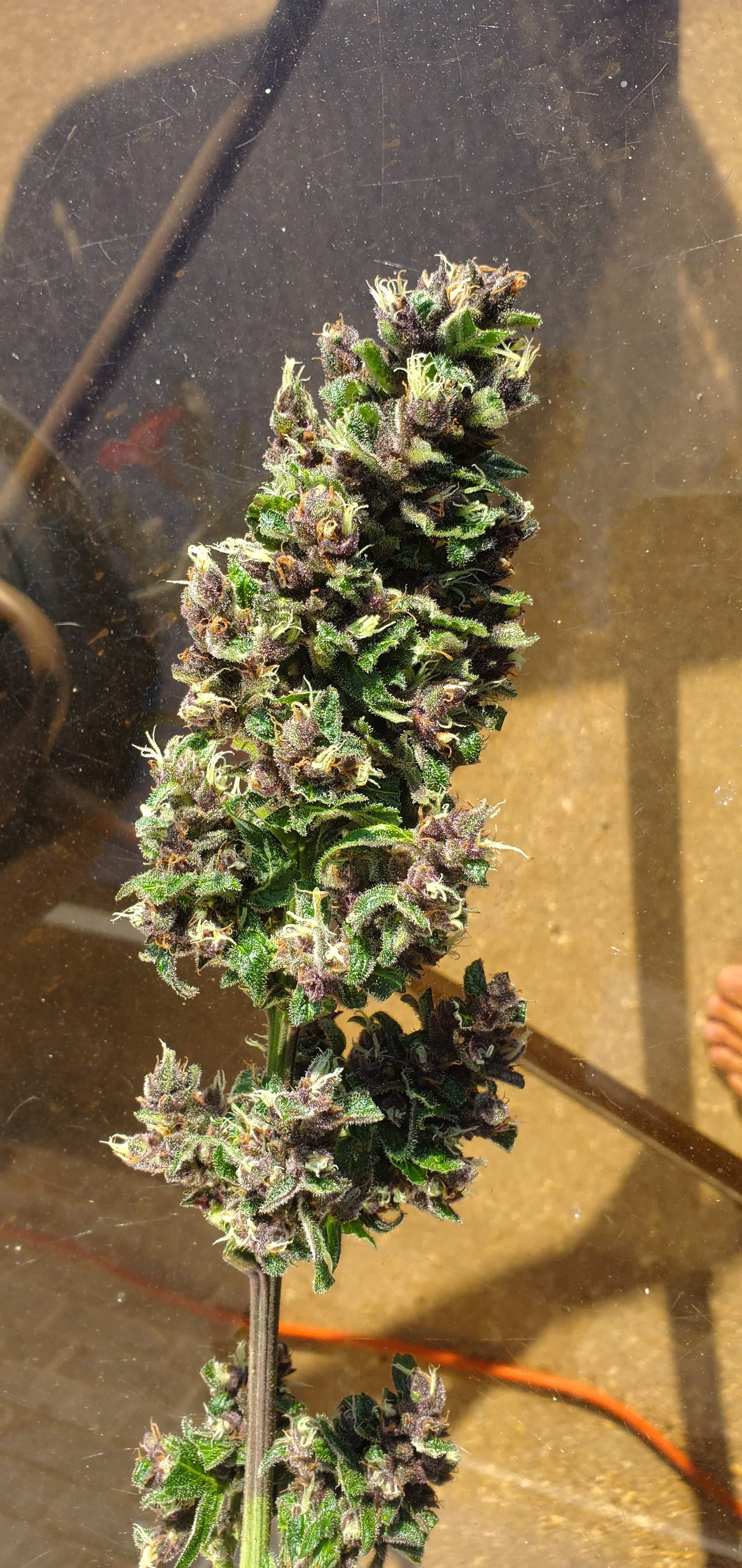 Sweet Seeds Devil Cream Auto® 2 grow diary (journal) 2 harvest7 by