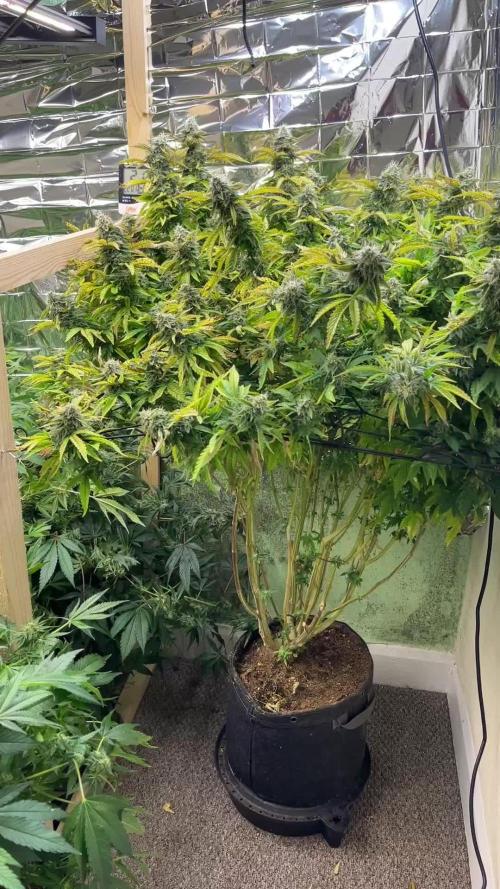 1 pot monster❄️