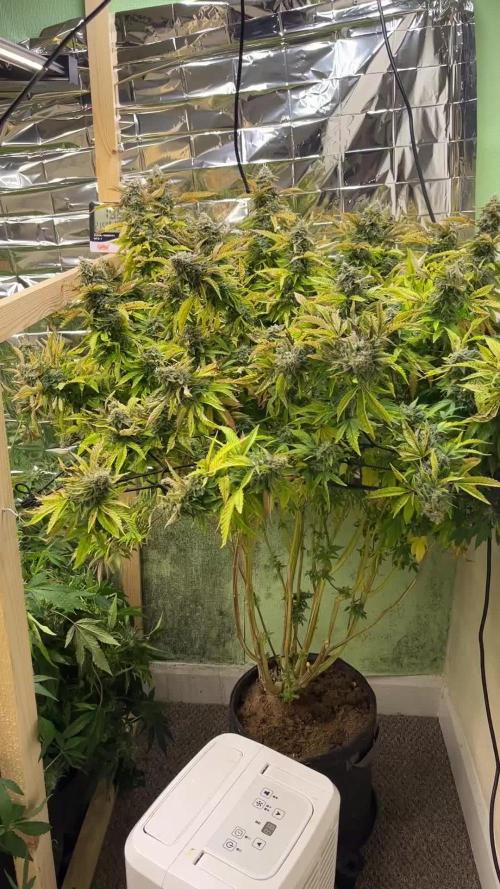 1 pot monster❄️