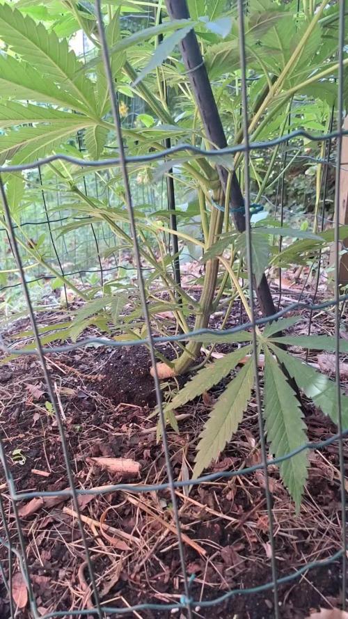 Frisian Dew / Sweet skunk F1 2025
