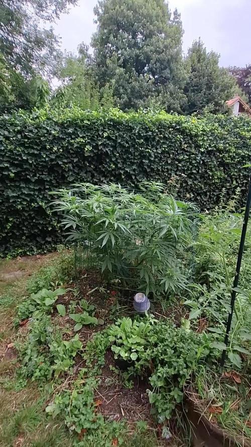 Frisian Dew / Sweet skunk F1 2025