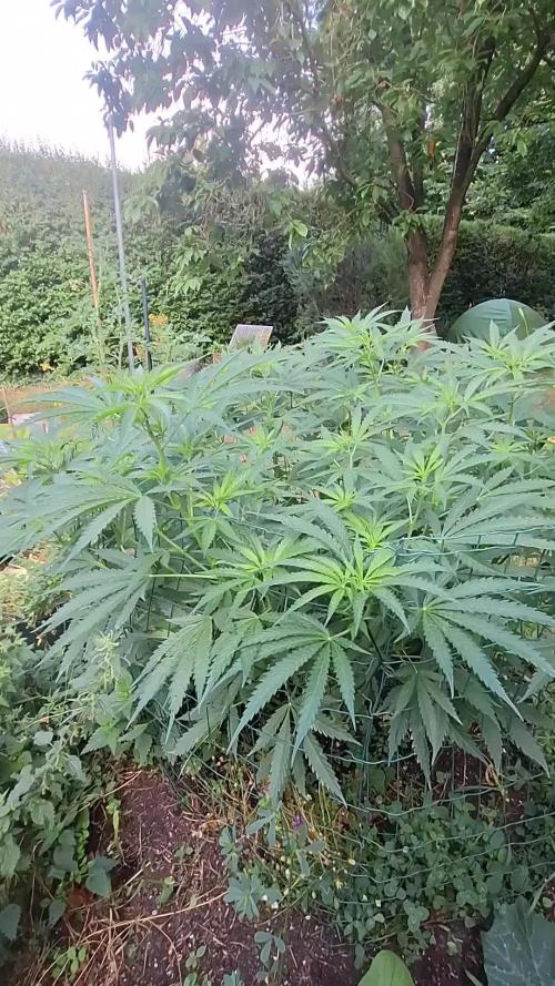 Frisian Dew / Sweet skunk F1 2025