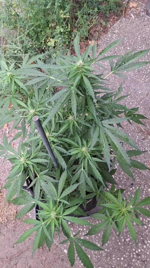 Autoflowers 2025