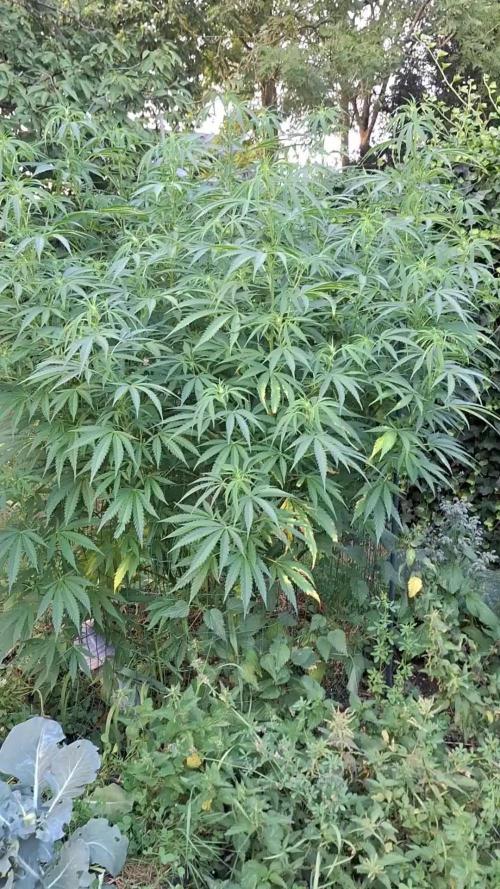 Frisian Dew / Sweet skunk F1 2025