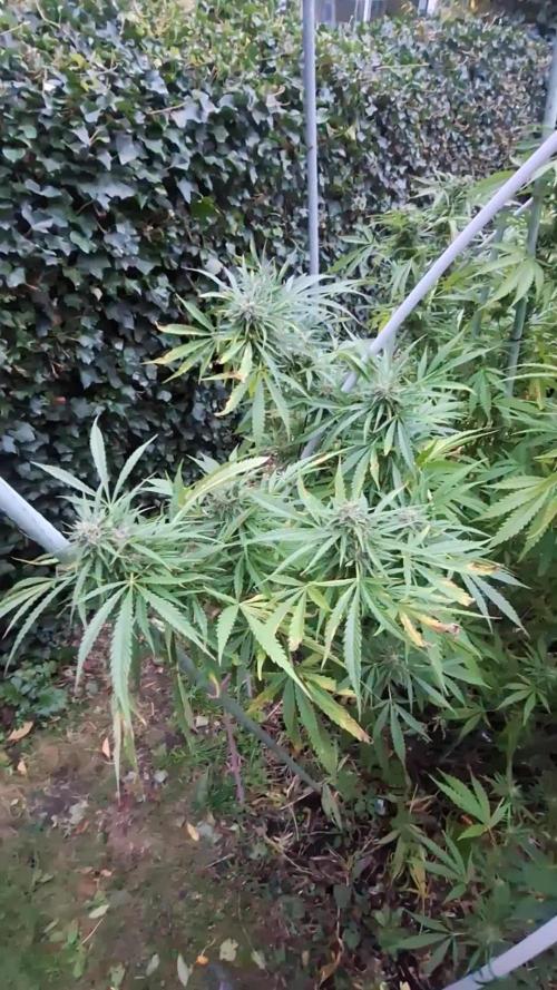 Frisian Dew / Sweet skunk F1 2025