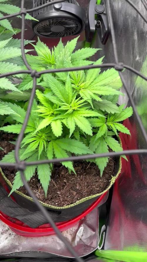 2x Orange Sherbet FF/ 420 Fast Buds/ German Indoor Grow