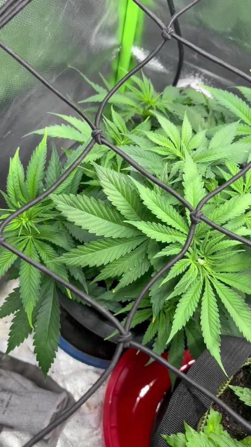 2x Orange Sherbet FF/ 420 Fast Buds/ German Indoor Grow