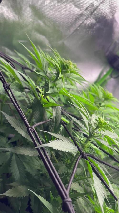 2x Orange Sherbet FF/ 420 Fast Buds/ German Indoor Grow