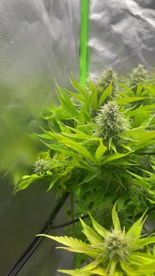 2x Orange Sherbet FF/ 420 Fast Buds/ German Indoor Grow