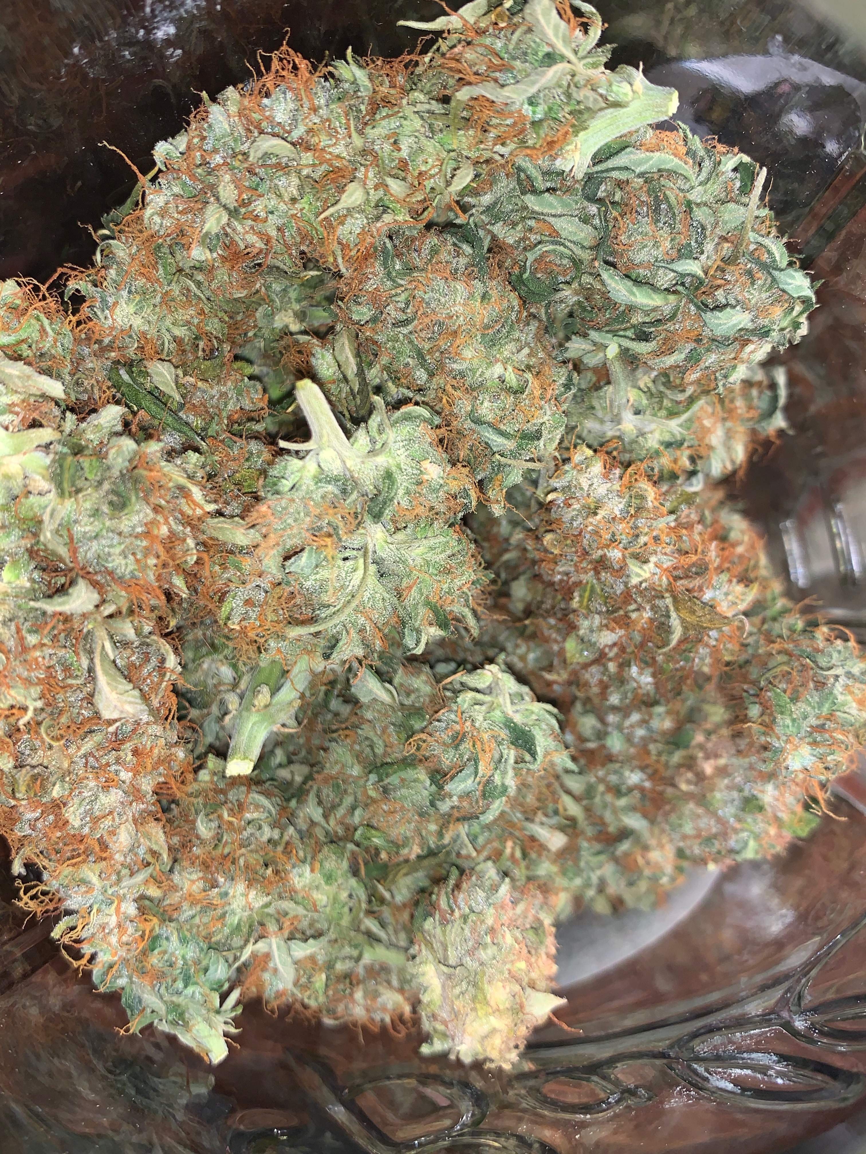 FastBuds Pineapple Express Auto grow diary (journal) harvest12 by