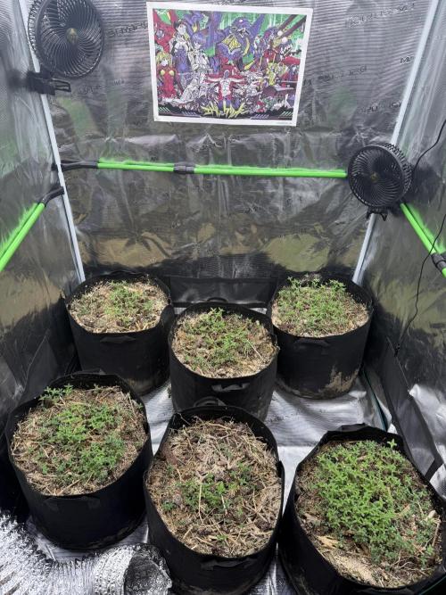 Tropicana cherry. Week 1 - Hanfaamen ausgesäht um das livingsoil bisschen in Gang zu bekommen 