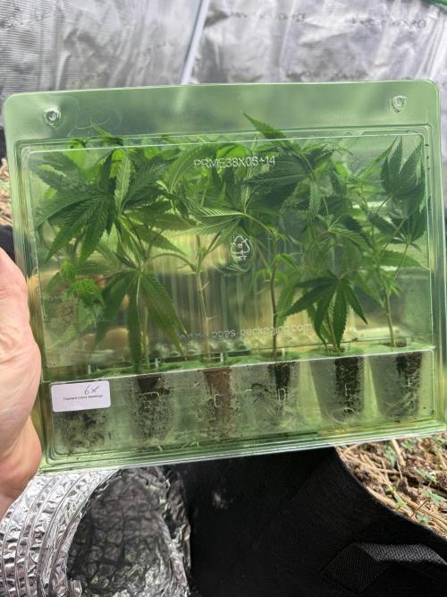 Tropicana cherry. Week 1 - Setzlinge von barneysfarm 6x chery tropicana 
Sehen gut aus 