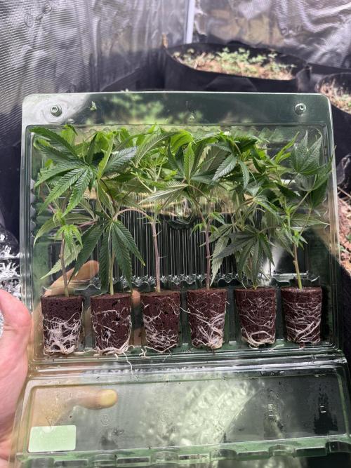 Tropicana cherry. Week 1 - Setzlinge waren  feucht sehen gesund aus und kamen nach einem Tag an 