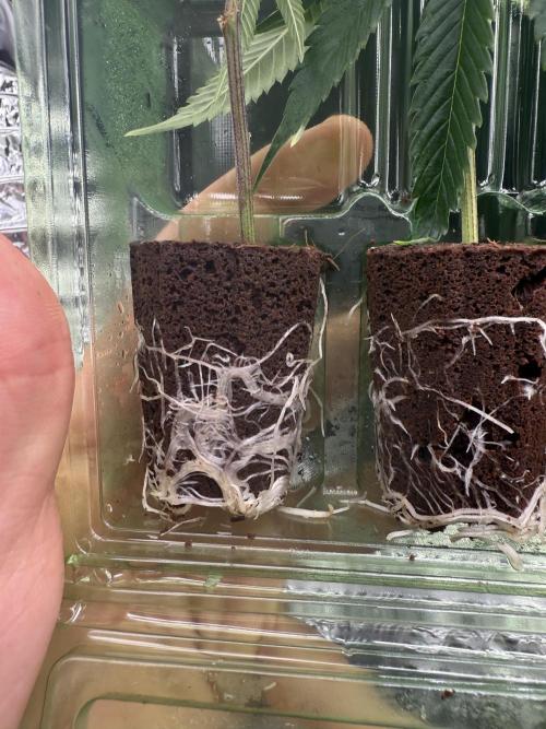 Tropicana cherry. Week 1 - Wurzeln sehen auch gut aus schön weis 
