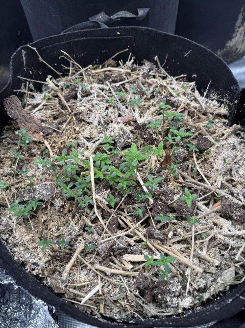 Tropicana cherry. Week 1 - Die Hanfsamen dienen als covercropp und zeigen das die Erde nicht zu scharf ist 