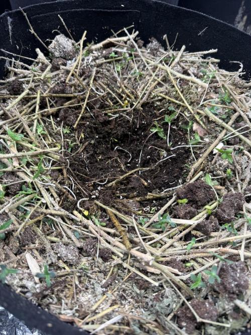 Tropicana cherry. Week 1 - Kleines Loch gemacht um die babys in ihr neues Zuhause zu setzen 