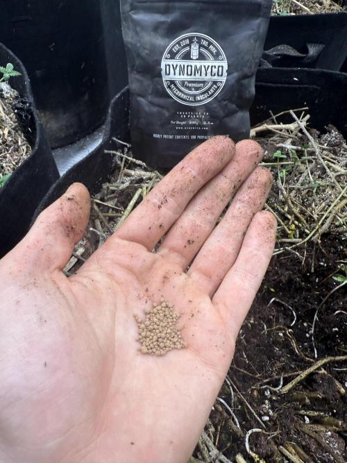 Tropicana cherry. Week 1 - Kleine Menge Dynomyco