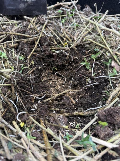 Tropicana cherry. Week 1 - bisschen dynomyco in die Mulde 