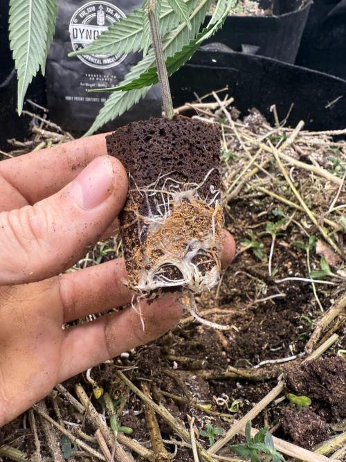 Tropicana cherry. Week 1 - Auch bisschen Mykorrhiza direkt auf die Setzlinge 