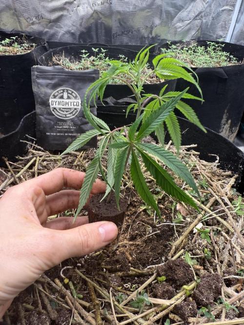 Tropicana cherry. Week 1 - Rein in den Topf mit den Setzlingen 