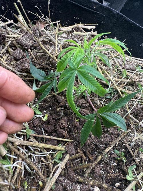 Tropicana cherry. Week 1 - Erde locker drüber gemacht habe nicht festgedrückt nur locker drüber die Erde 