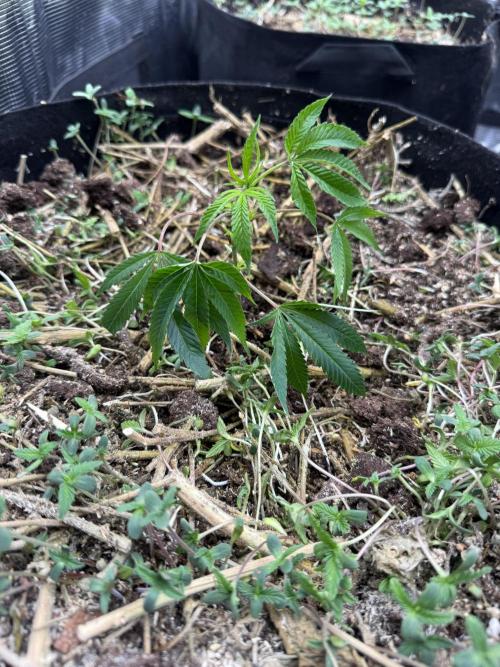 Tropicana cherry. Week 1