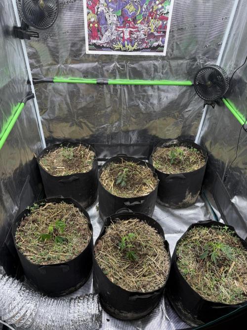 Tropicana cherry. Week 1 - Alles Setzlinge eingesetzt 