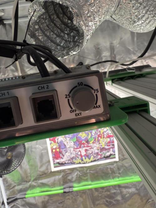 Tropicana cherry. Week 1 - Lampe auf niedrigster Einstellung 