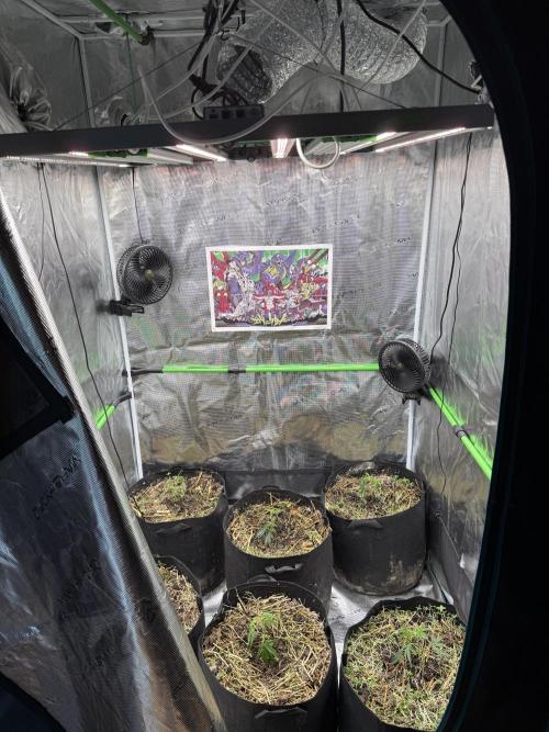 Tropicana cherry. Week 1