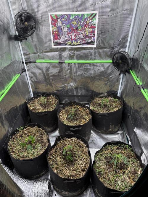 Tropicana cherry. Week 1