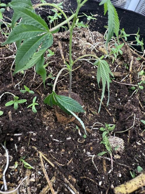 Tropicana cherry. Week 1